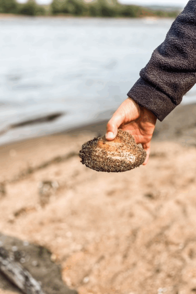 Shell at the beach