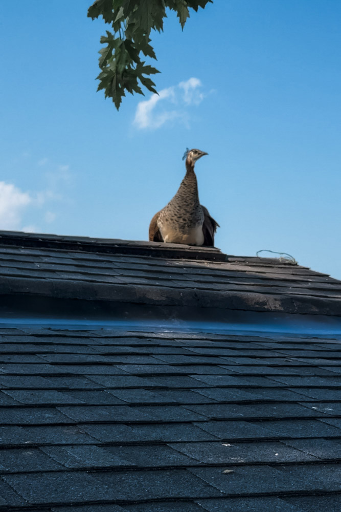 flashing on the roof
