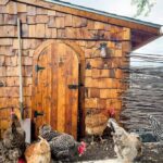 chicken coop with hobbit door