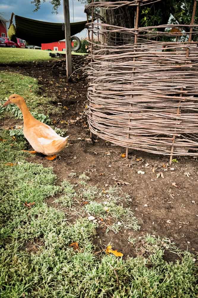 Making a Willow Fence