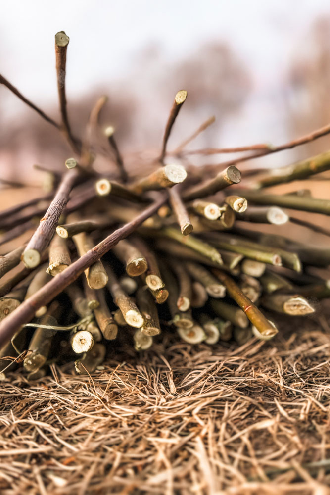 Willow branches