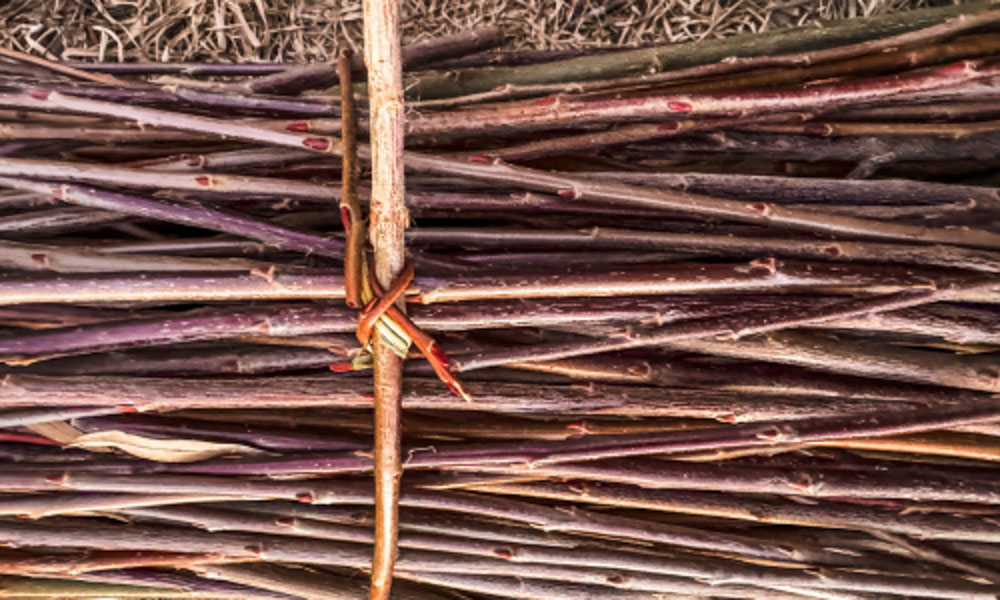 Willow Branches