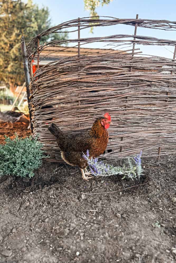Rustic Willow Fence