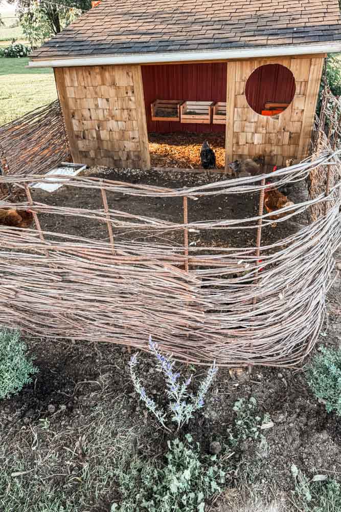 Rustic Willow Fence around bird coop