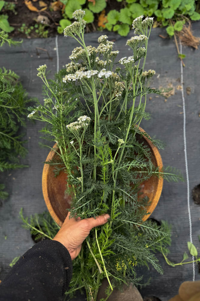 fresh yarrow plant