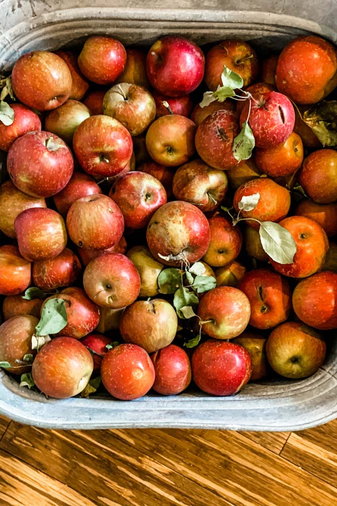 Harvested Apples