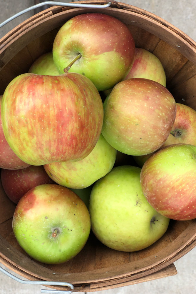 Apples in a basket