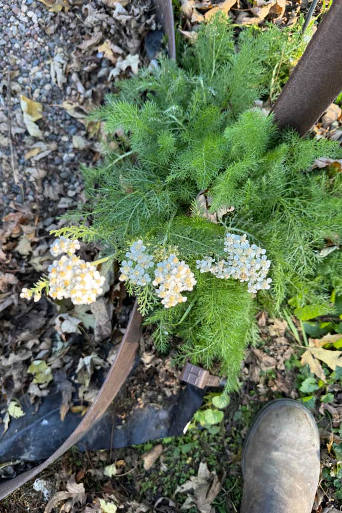 Fresh Yarrow Plant