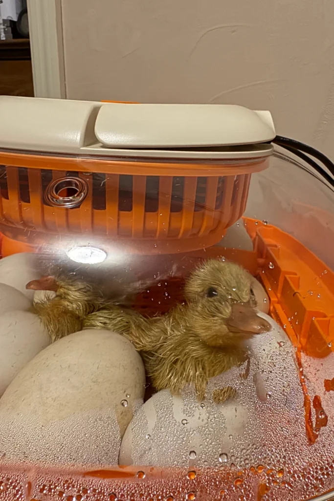 Duckling in incubator