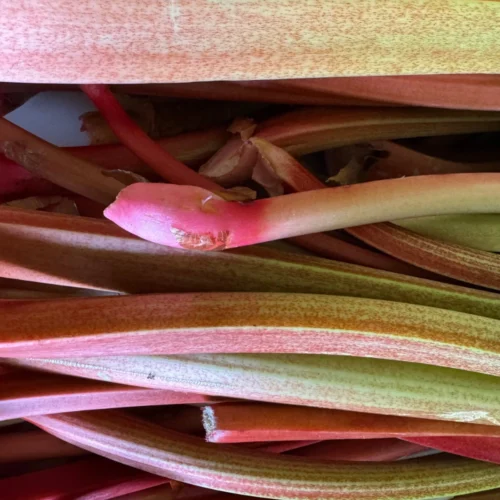 Rhubarb