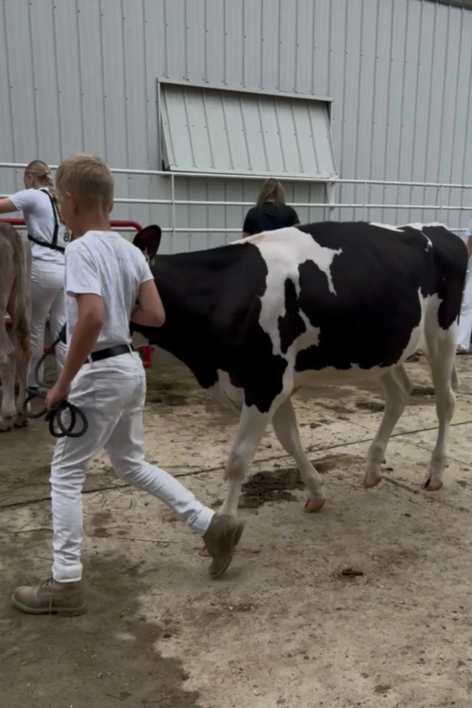 Showing animals at the fair