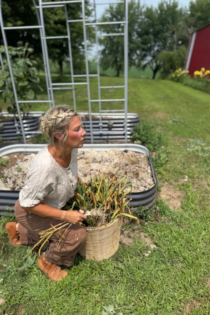 Harvesting Garlic