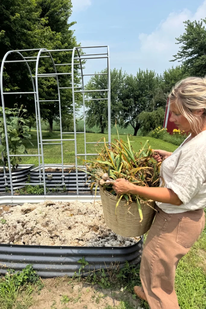 Harvesting Garlic