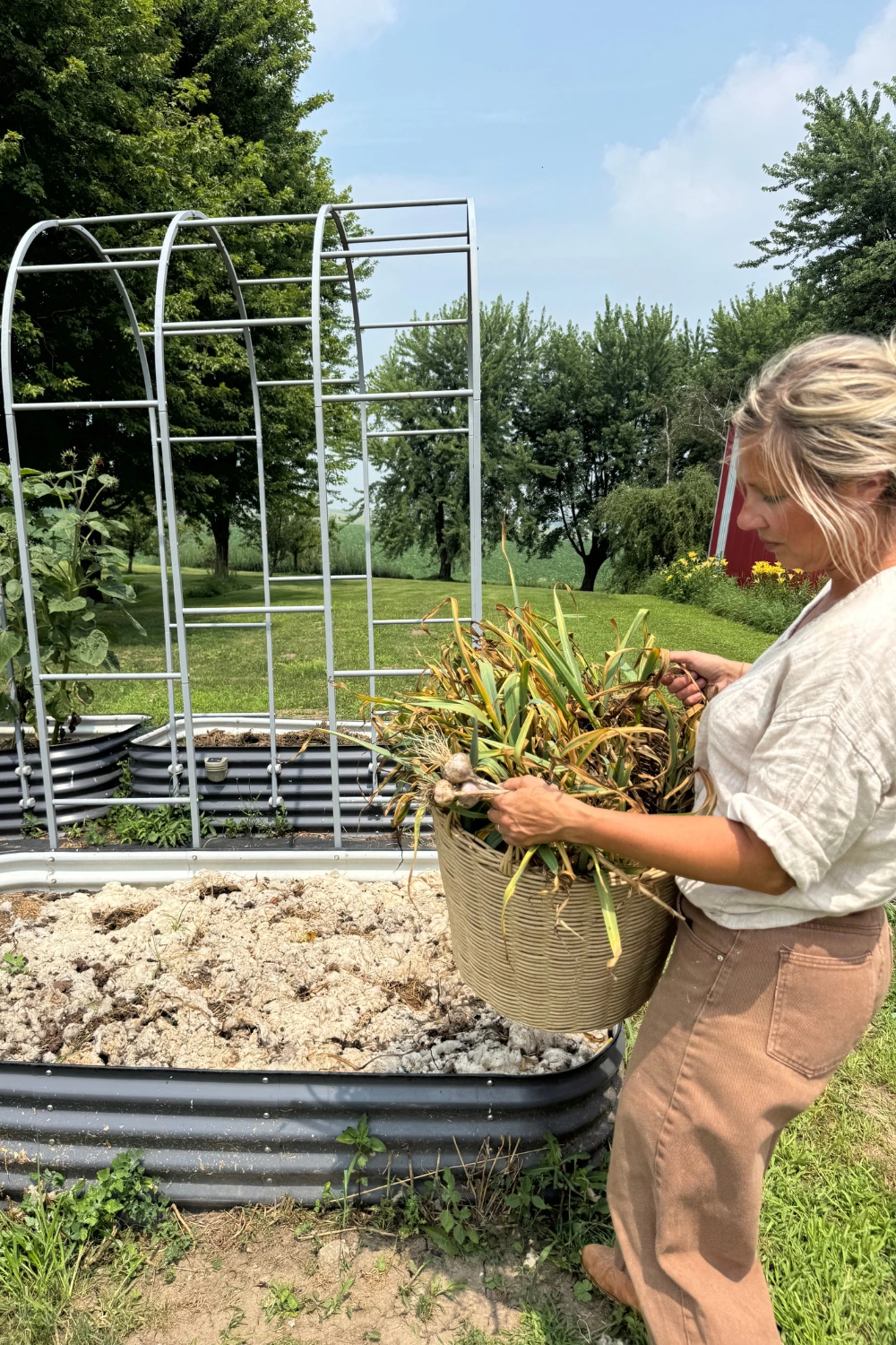 Harvesting Garlic