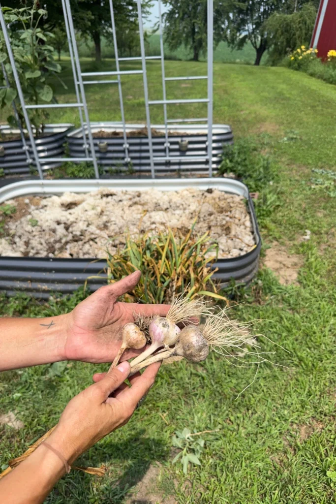 Harvested Garlic