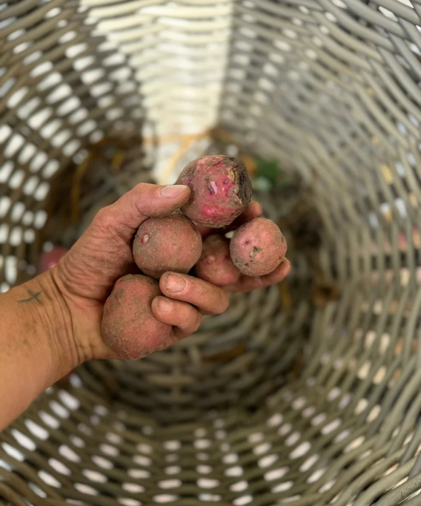 Harvested Potatoes