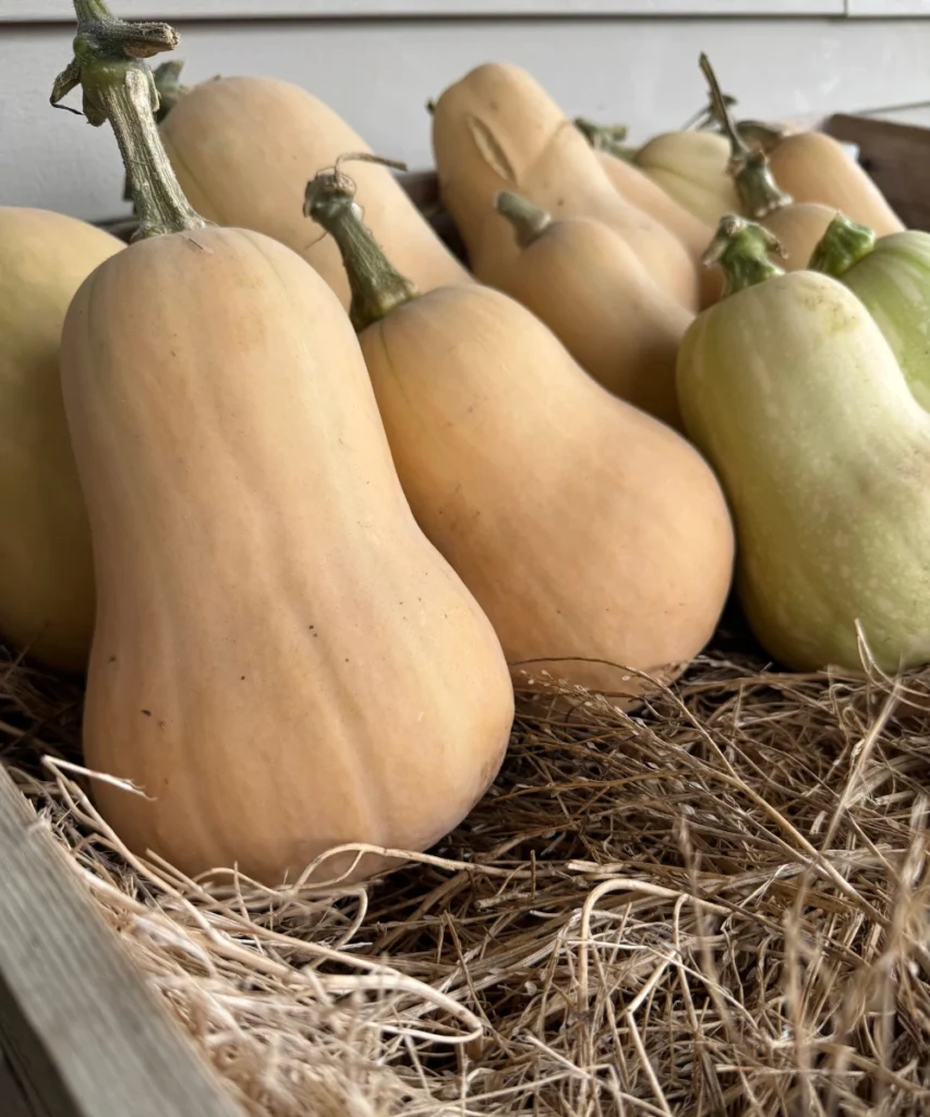 Harvested Squash
