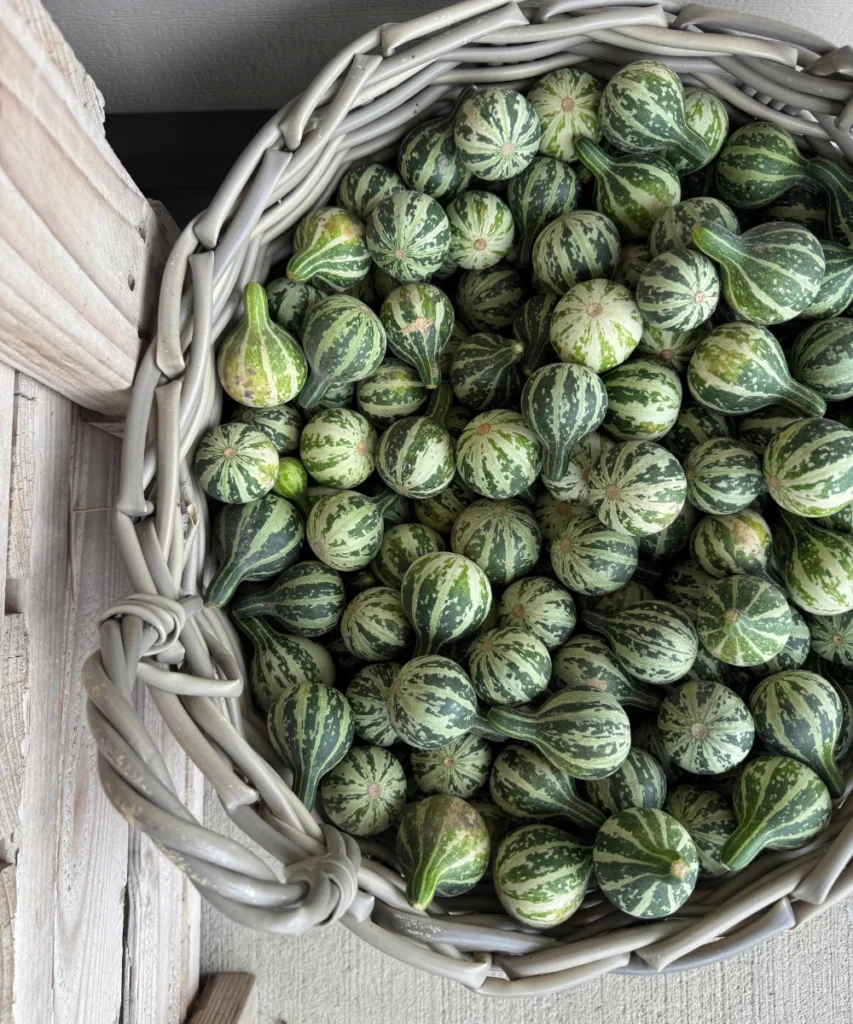 Harvested spinner gourds