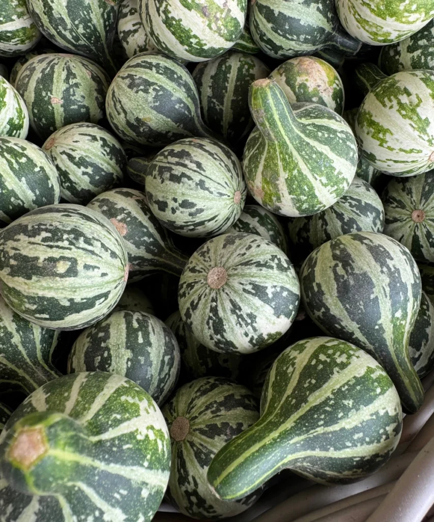 Harvested Spinner Gourds 