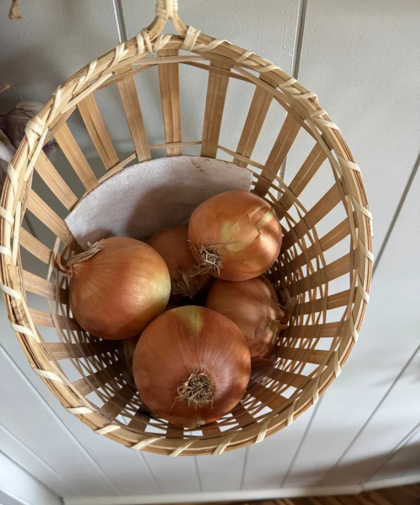 Harvested Onions