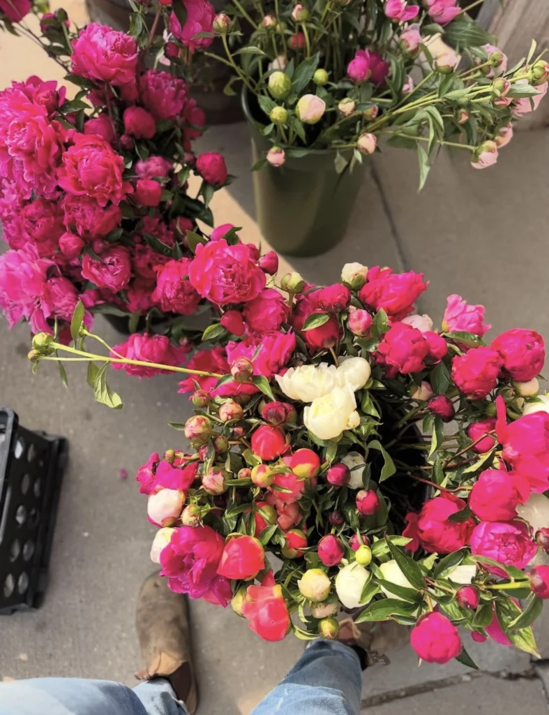 Cut Flowers