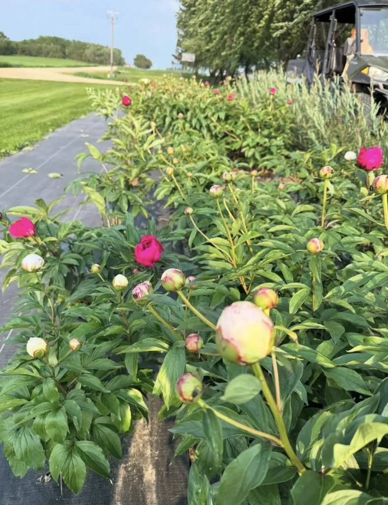 Flower Garden