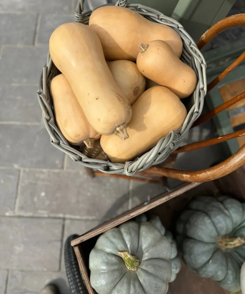 Fall Squash and Pumpkins